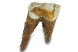 Fossil Woolly Rhino (Coelodonta) Tooth - Siberia #380726-1